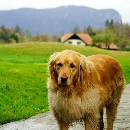 Daire Apartma Erzen Zgornje Gorje