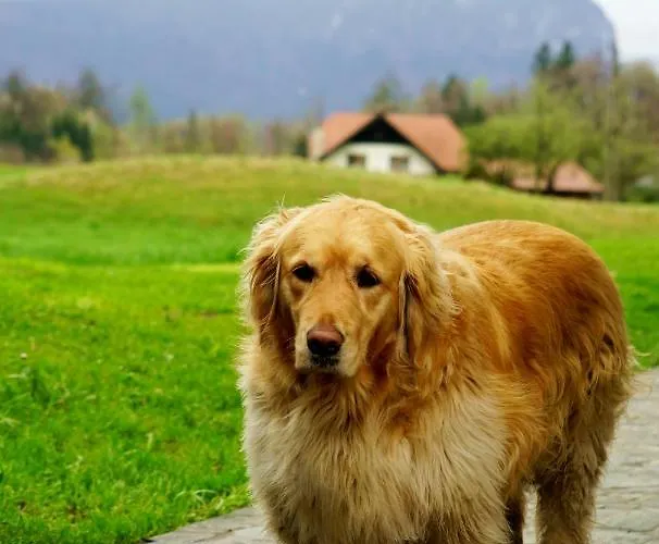 Lägenhet Apartma Erzen Zgornje Gorje